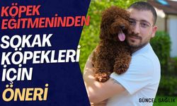 Saldırgan sokak köpekleri eğitilebilir