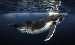 Uzun ve sağlıklı yaşamın sırrını çözmeye çok yaklaştılar