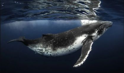 Uzun ve sağlıklı yaşamın sırrını çözmeye çok yaklaştılar